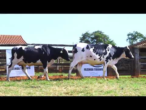 LOTE 36 ESCASSIA / FLORESTA