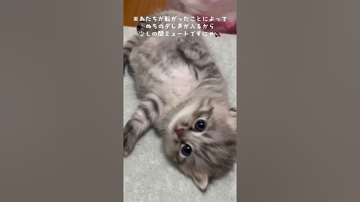 子猫の脱走に困る新米ママ猫😿💦 #猫 #子猫 #猫のいる生活 #猫のいる暮らし #cat #kitten #ブリエット