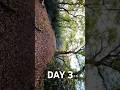 Day 3 - Flying DJI Avata 2 through The Woods