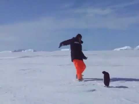 Video: Zakaj Pingvini Ne Prehladijo Nog