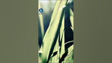 JAK powiększyć MENU w THE SIMS 1 (Legacy collection) #eapartner  #thesims