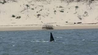 Orcas on the Siuslaw May 2018 by West Coast Gal 2,542 views 5 years ago 1 minute, 23 seconds