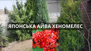 ЯПОНСЬКА АЙВА ХЕНОМЕЛЕС. Нова рослина у нашому саду.