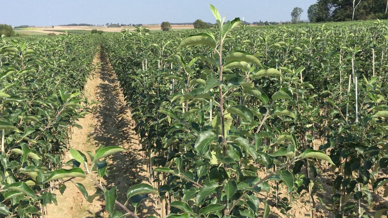 Drzewka 7-miesięczne  - Jan Kozerski - szkółka