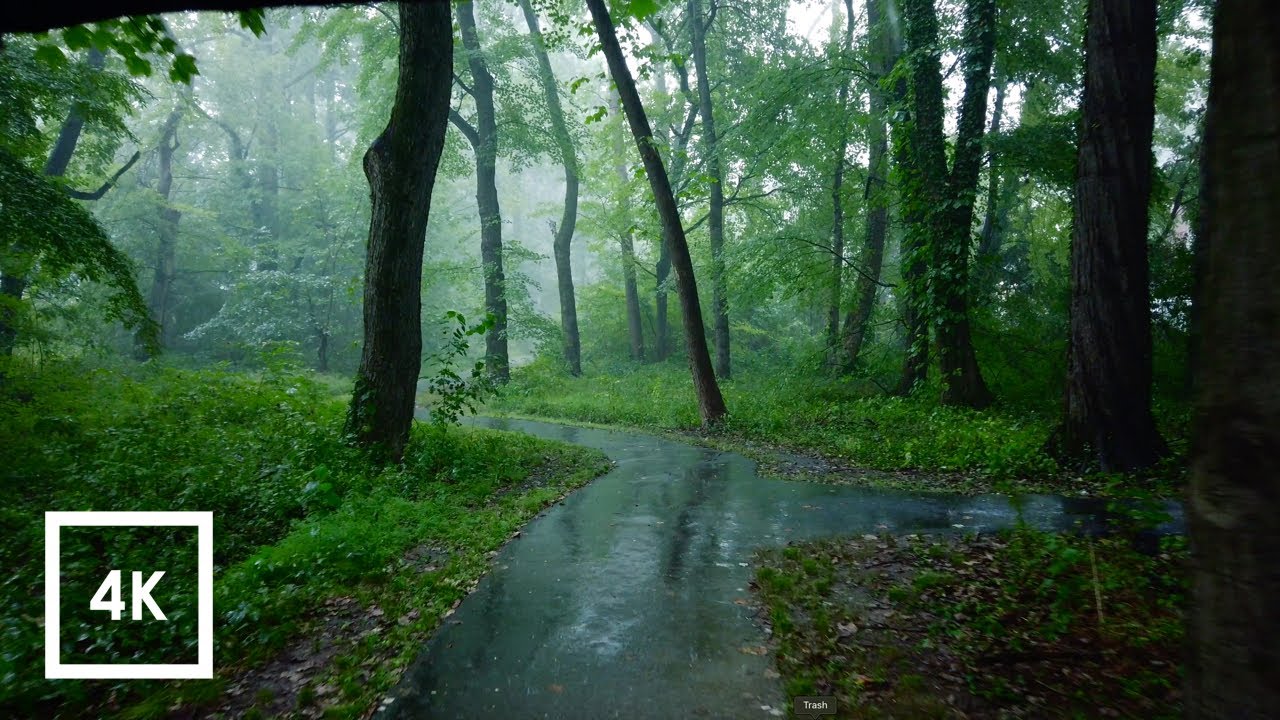 Relaxing Walk in the Rain, Umbrella and Nature Sounds for Sleep and Relaxation | 4k ASMR