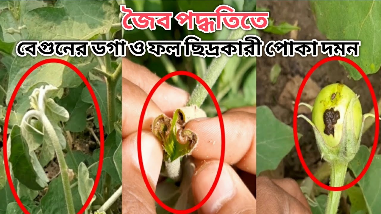 How To Control Shoot And Fruit Borer Of Brinjal By Organic Method | বেগুনের ডগা ও ফল ছিদ্রকারী পোকা