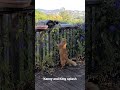 Kenny and Kitty meowing and spill birdbath. #cat #orange #meow #splash #kenny