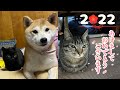 年越しの瞬間〜震えながらおこぼれを待つ柴犬〜 Happy New Year 2022!