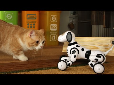 ズーマー トライク 猫における不気味の谷現象てゆーか対牛弾琴?-ハローズーマー-Cats look at the robot toy-
