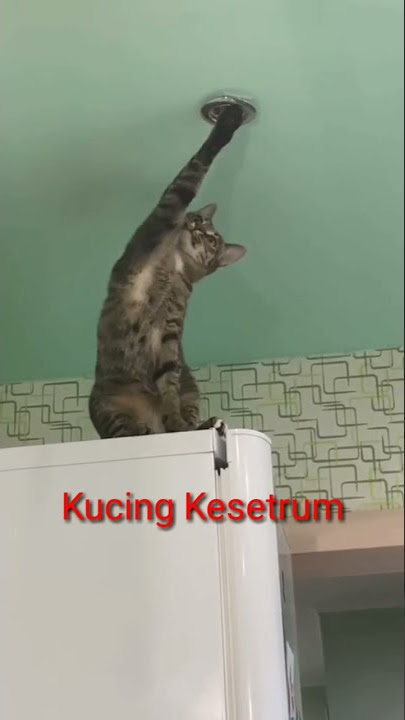 Kucing Lucu Kesetrum#shorts
