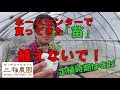 お店で売っている苗は、まだ定植時期ではないです。ポットのまま管理ていきましょう！NO415