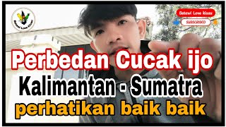 The most accurate difference between Kalimantan and Sumatra green cucak ijo‼️