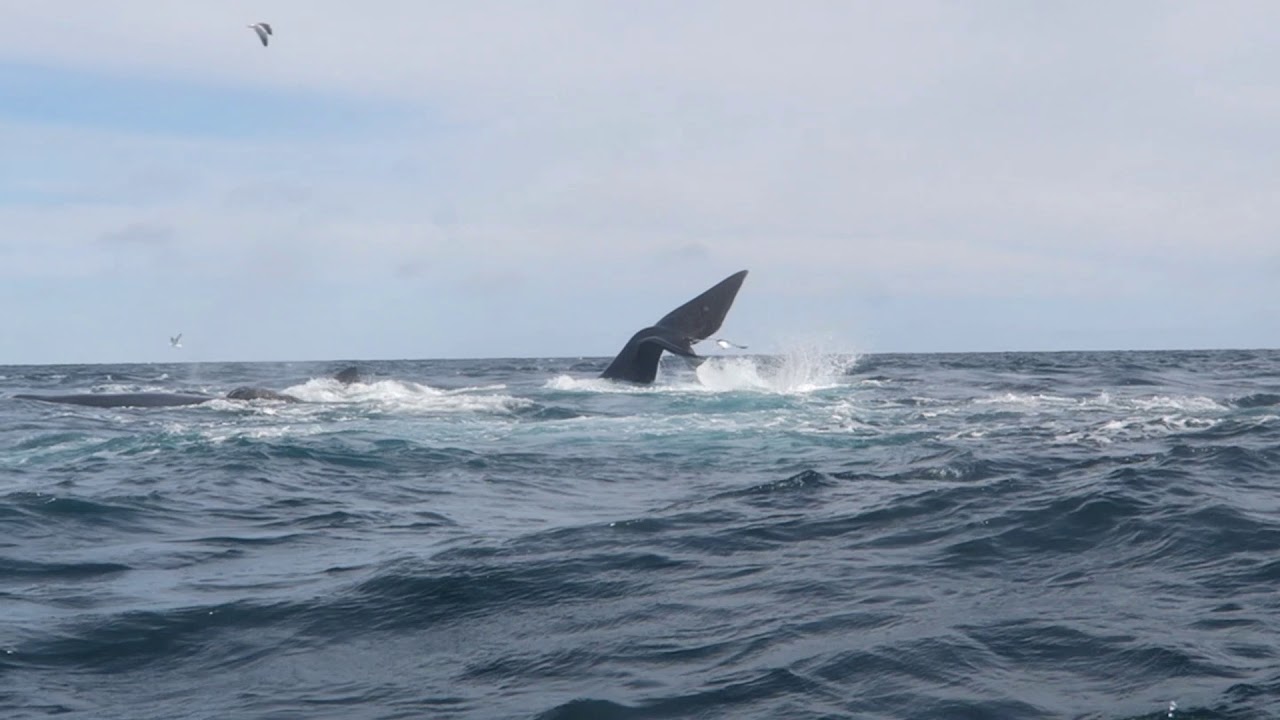 バルデス半島 ワイルドライフ Wildlife 世界の野生動物観察日記