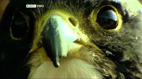 Toxic Material in Food Webs