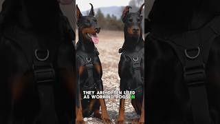 Doberman Pinscher  One Of The Most Intelligent Dog Breed In The World #shorts