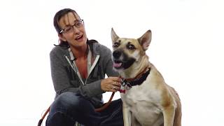 Adopt Peanut at NKLA