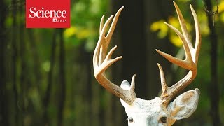 Deer antlers: the fastest growing tissue with least cancer