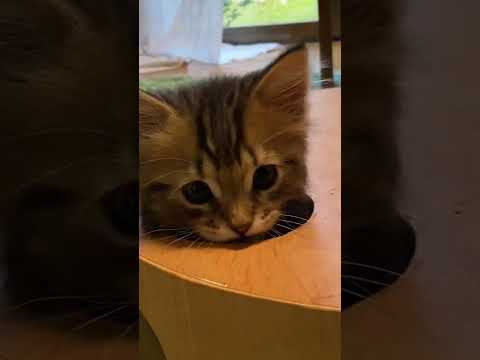 モグラ叩き！？穴から顔を出したり隠れたりする子猫【サイベリアン】 #shorts