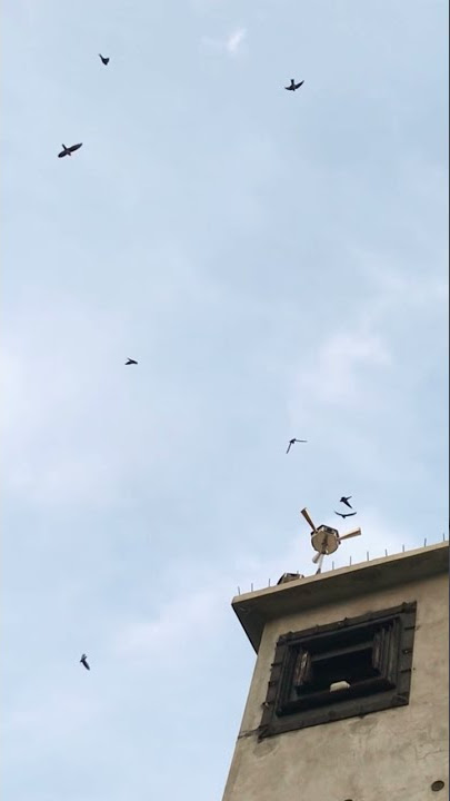 Swiftlet flies #Short #Swiftlet #Birdnest