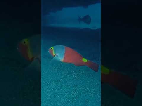 Sparisoma Cretense Fish