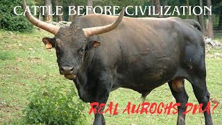 Aurochs Vs Hungarian Gray Unveiling The Ancient Lineage Of Cattle