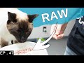 How to start your Siamese Cat on raw food