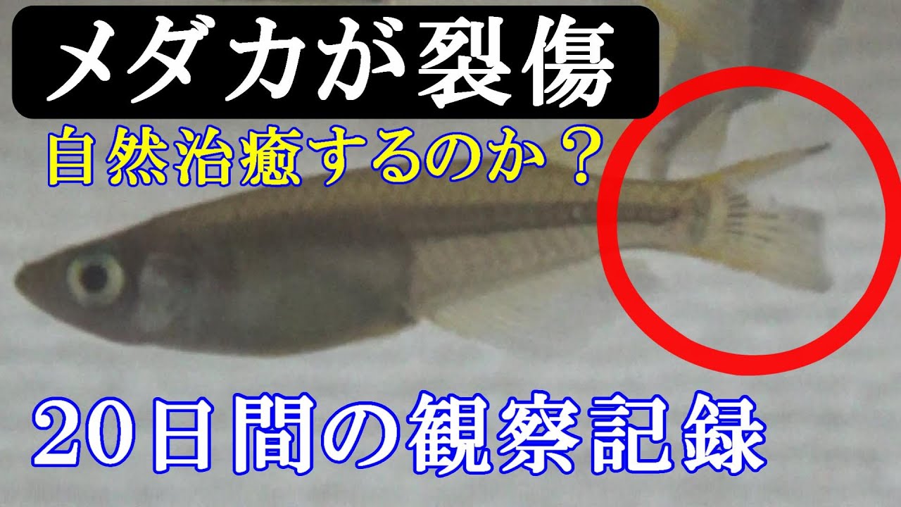 Observation Record Until Medaka Tears The Tail Fin And Heals Spontaneously Medaka Diary No 7 Youtube