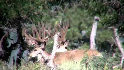 MossBack Muley Heaven Volume 3 Trailer