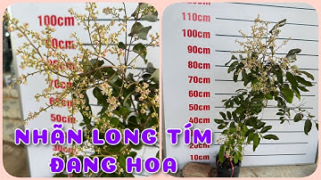 Cây Nhãn Long tím đang hoa | 0386569374 - Ngọc Ngân Bến Tre | Chuyên cây độc lạ