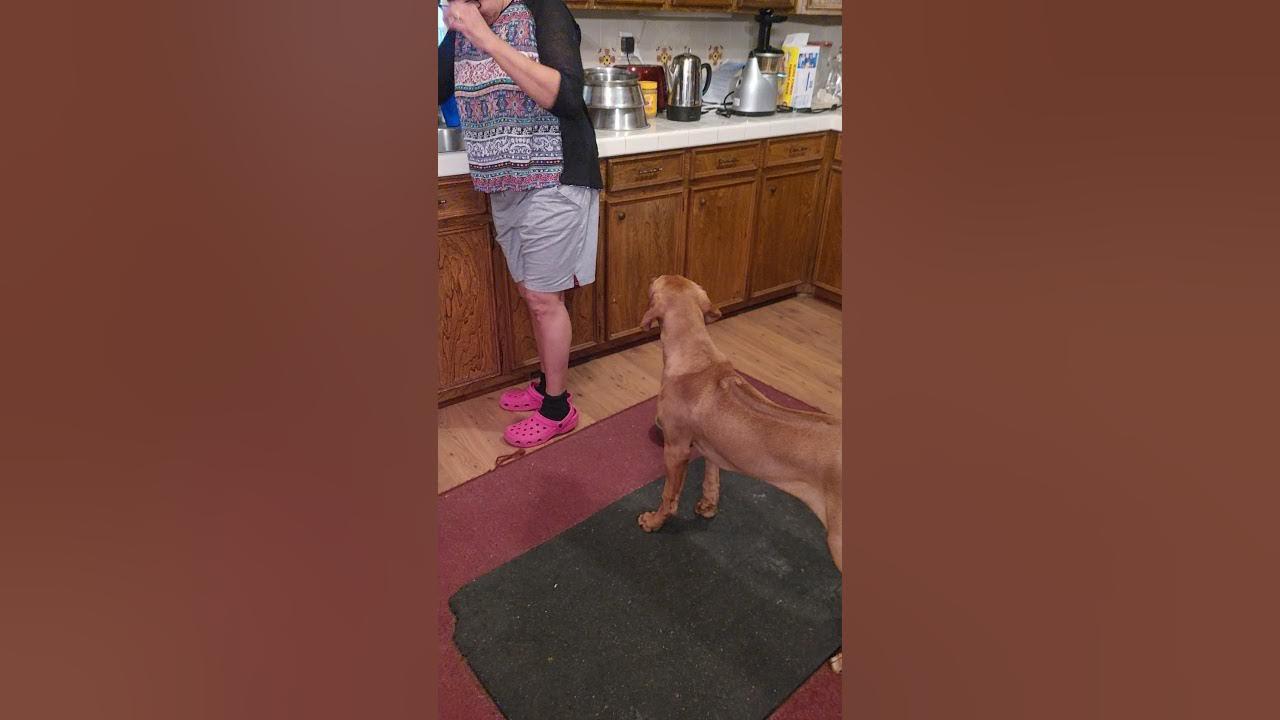 Rhodesian Ridgeback Counter surfing training YouTube