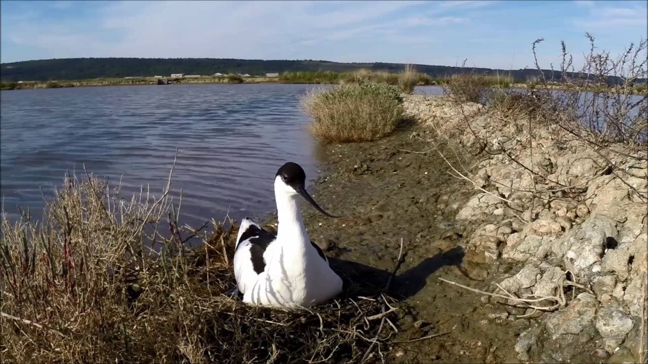 sabljarka-avocetta-avocet