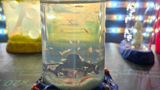 Sea-Monkeys in the ULTRA RARE Robo-Diver Tank!