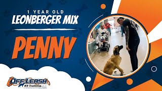 Leonberger Mix, 1 Year, Penny | Best Dog Trainers Northern VA,  | Off Leash K9