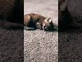 Kitten’s #kittens #kittensoftiktok #katzen #katzenbabies #virales