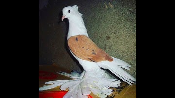 Brazilian pigeons 😱❤️‍🔥😱 #tiktok #shorts #viral #shortvideo #stutas