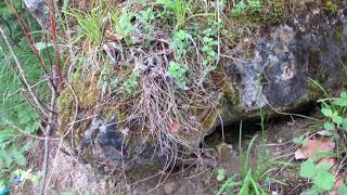 ss 71steaksamac Reon Konjic Konjicx