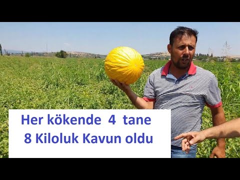 Video: Açık Havada Büyüyen Kavun