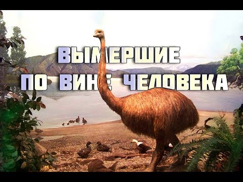 Животные , вымершие по вине человека . Исчезнувшие виды.