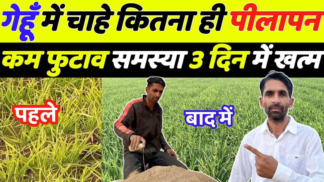 गेहूँ में कितना भी पीलापन कम फ़ुटाव हो 3 दिन में इलाज़ | Gehu ki kheti | Gehu me kalle kaise badhaye