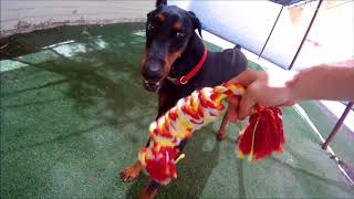 ADOPTED!!!   Monique - Doberman Pinscher For Adoption - Tempe AZ