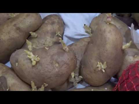 Potato Storage 1 month update