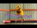 تغريد طائر الكنارى هائج نار لتحفير الذكور و الاناث كناري على التزاوج و الغناء المستمر تغريد طائر الكنارى هائج نار لتحفير الذكور و الاناث كناري على التزاوج و الغناء المستمر