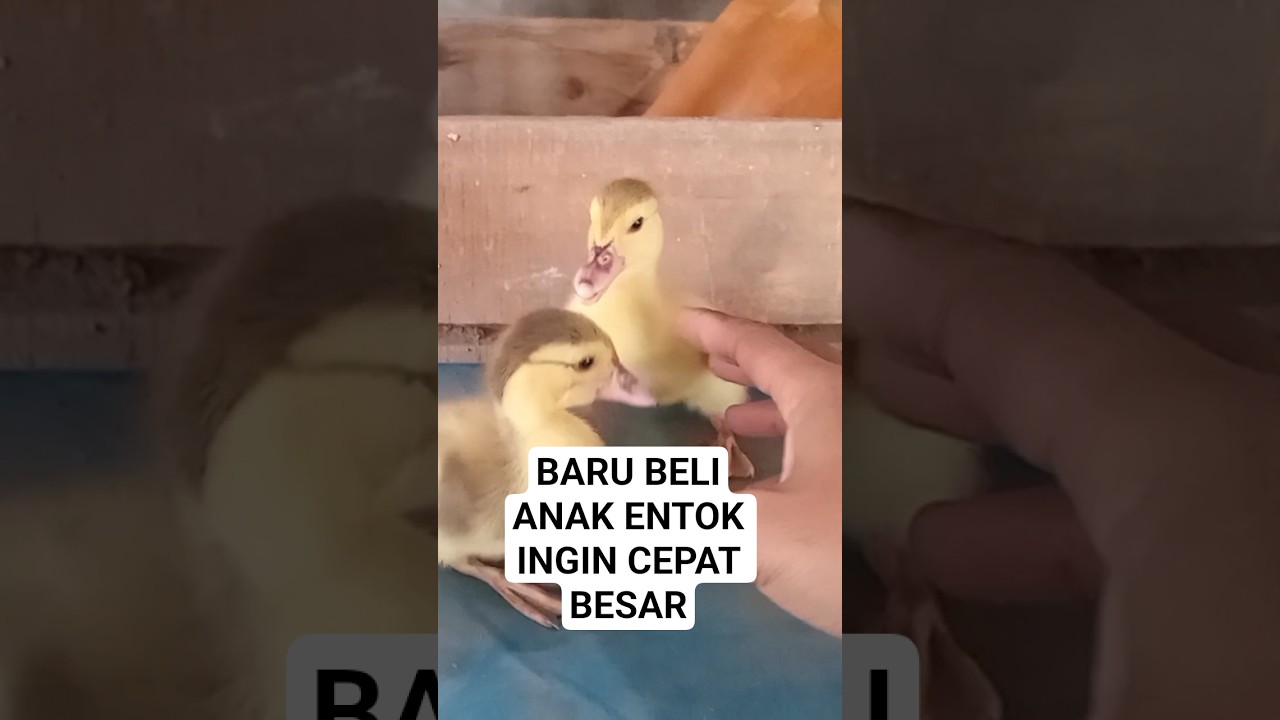 anak entok yang ingin cepat besar