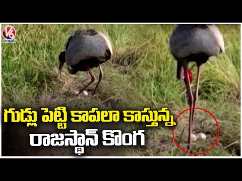Indian Cranes Decreasing In National Park | Rajasthan | V6 News - V6NEWSTELUGU
