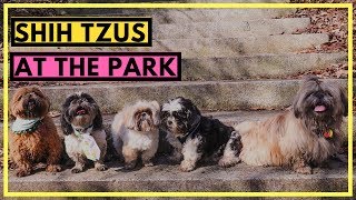Shih Tzus Playing at the Park | Shih Tzus in Brooklyn | New York Shih Tzu Club Shih Tzus Playing at the Park | Shih Tzus in Brooklyn | New York Shih Tzu Club