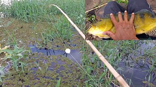 Pescaria de Oscar e tucunare com camarão vivo Pesca caipira Rio marinheiro