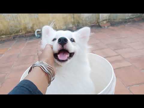 Litte Eminem in a bucket 😍🥰 Indian Spitz puppy ❤️