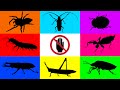 Insect: Leaf Insect, Ladybug, Jumping Spider, Stag Beetle, Grasshopper, Stink Bug, Yellow Millipede