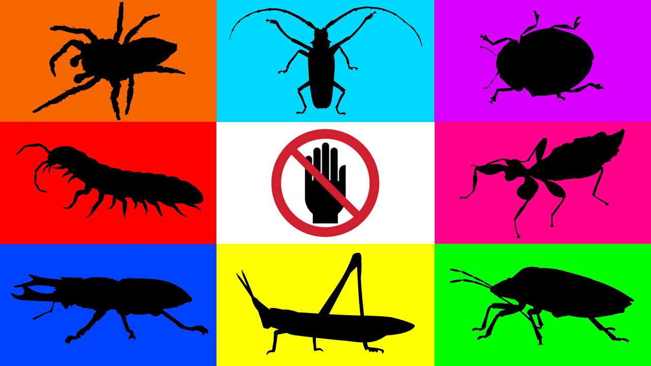 Насекомое: Листоед, Божья коровка, Паук-скакун, Жук-олень, Кузнечик, Клоп-вонючка, Желтая многоножка