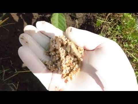Video: Трюфель картошкасын кантип жасоого болот